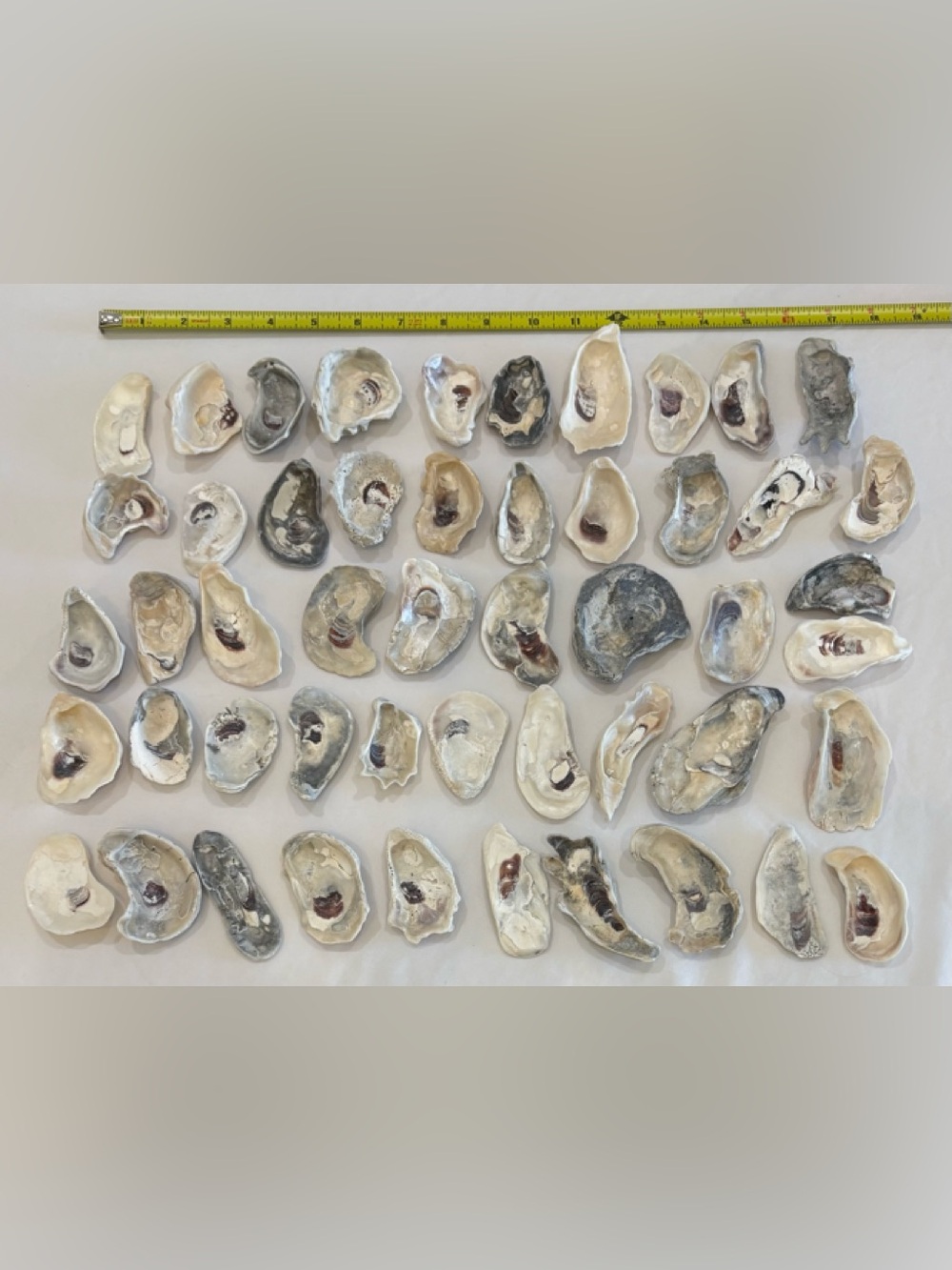 50 - MIX COLOR OYSTER SHELLS BONITA SPRINGS 2.5" -3.5" FLORIDA CRAFT OR COLLECT